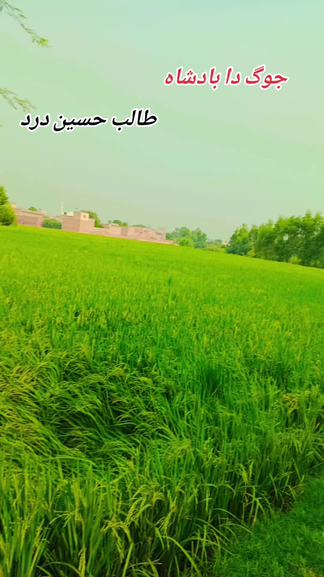 @رائے عدنان حسن (منگیرہ کھرل🔥)