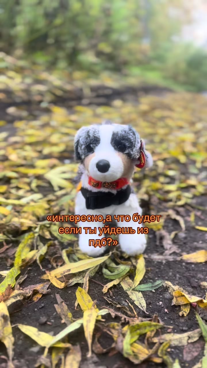 @♯🐾.ᴍᴇʏsʜɪ✧˚