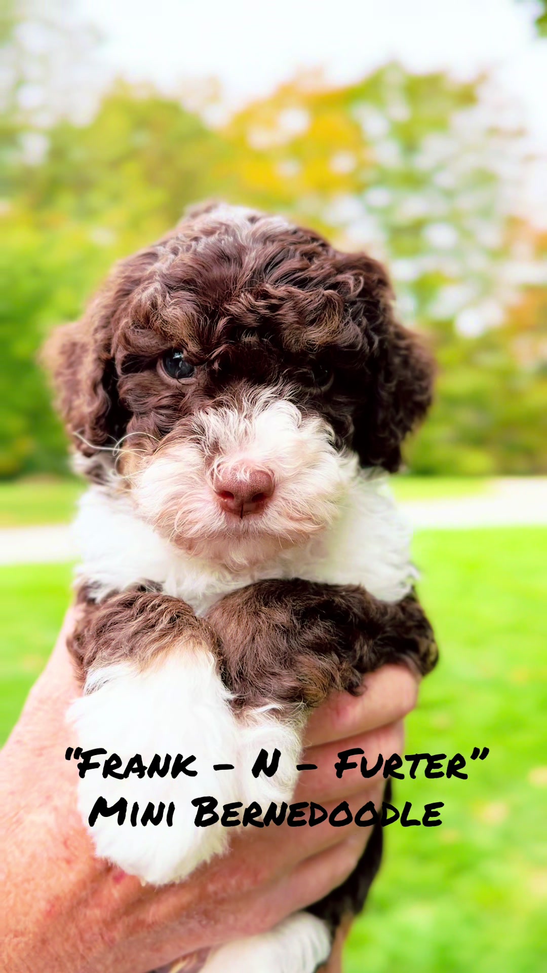 @Rocky View Bernedoodles 🇨🇦