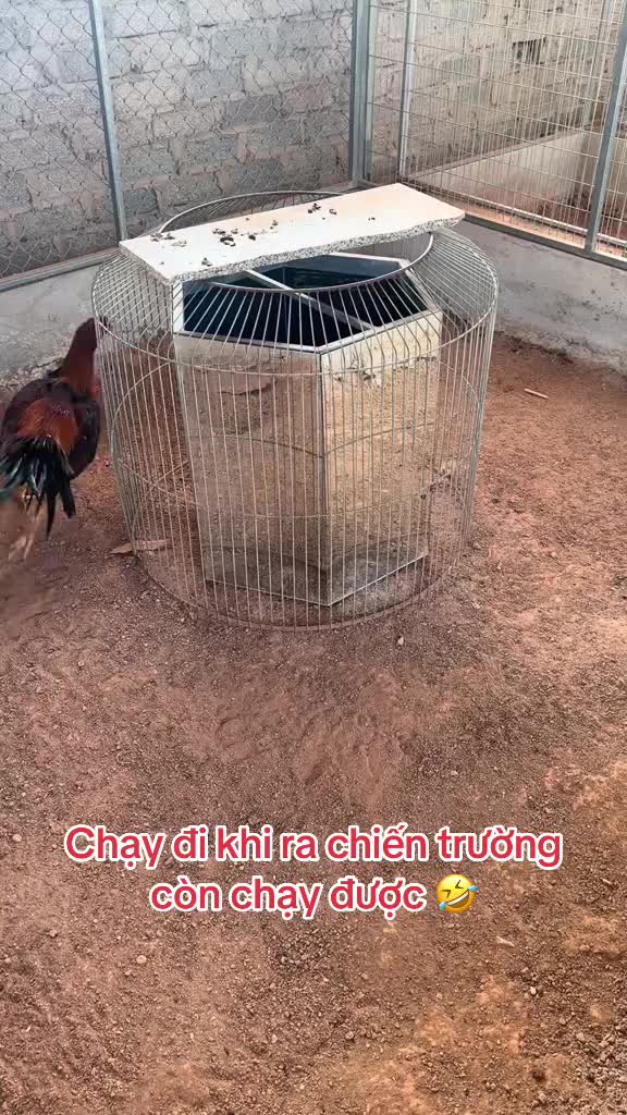 @Tập Lực G&agrave; Chọi -Avi Chim