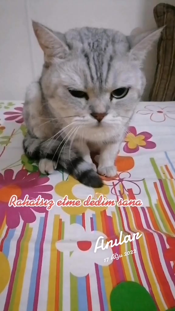 @pakizelokum