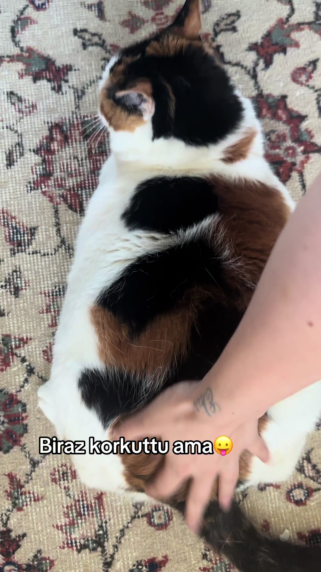 @Çikikatör