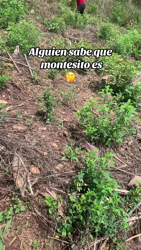 @alymoralesgt