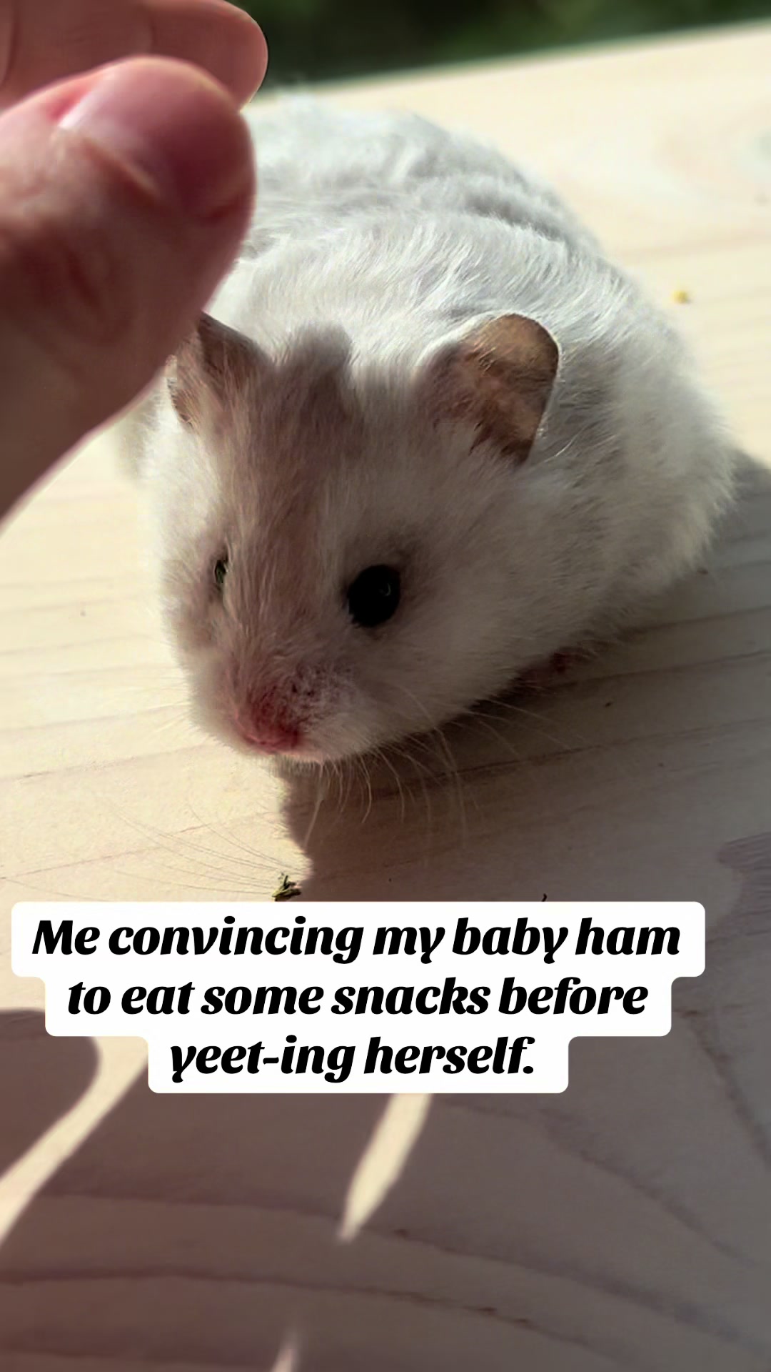 @Poppy Bee Hamstery