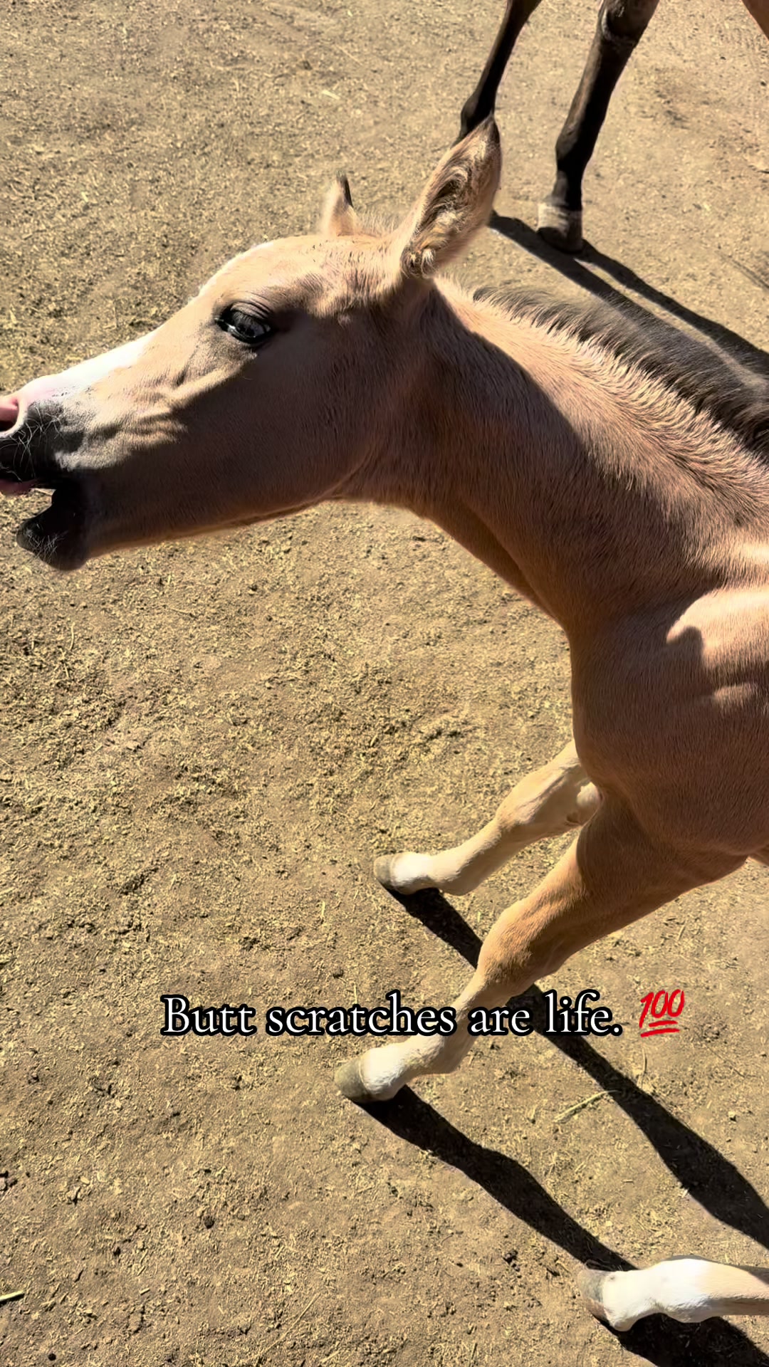@Cowgirl Tuff Colt Training ❤️