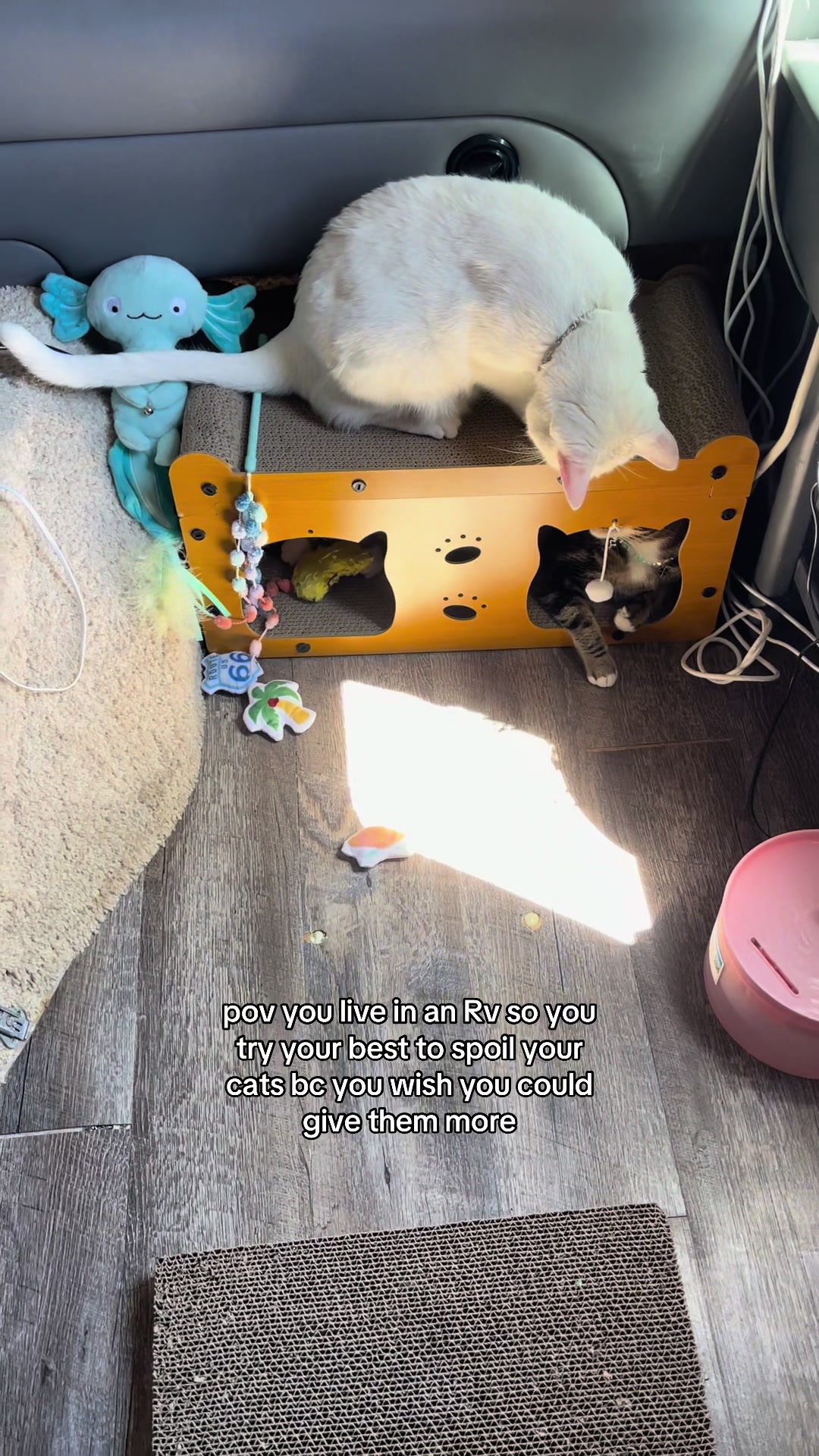 @chicken the white cat