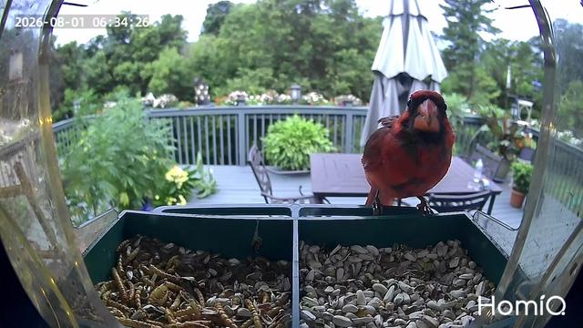 @Backyardbirdz