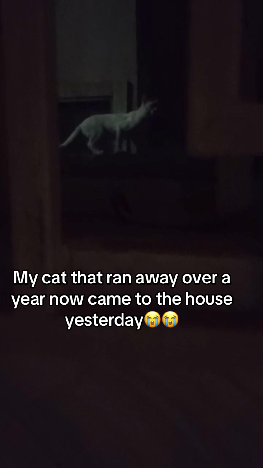 @Dera&rsquo;s cats🐈🐈🐈&zwj;⬛
