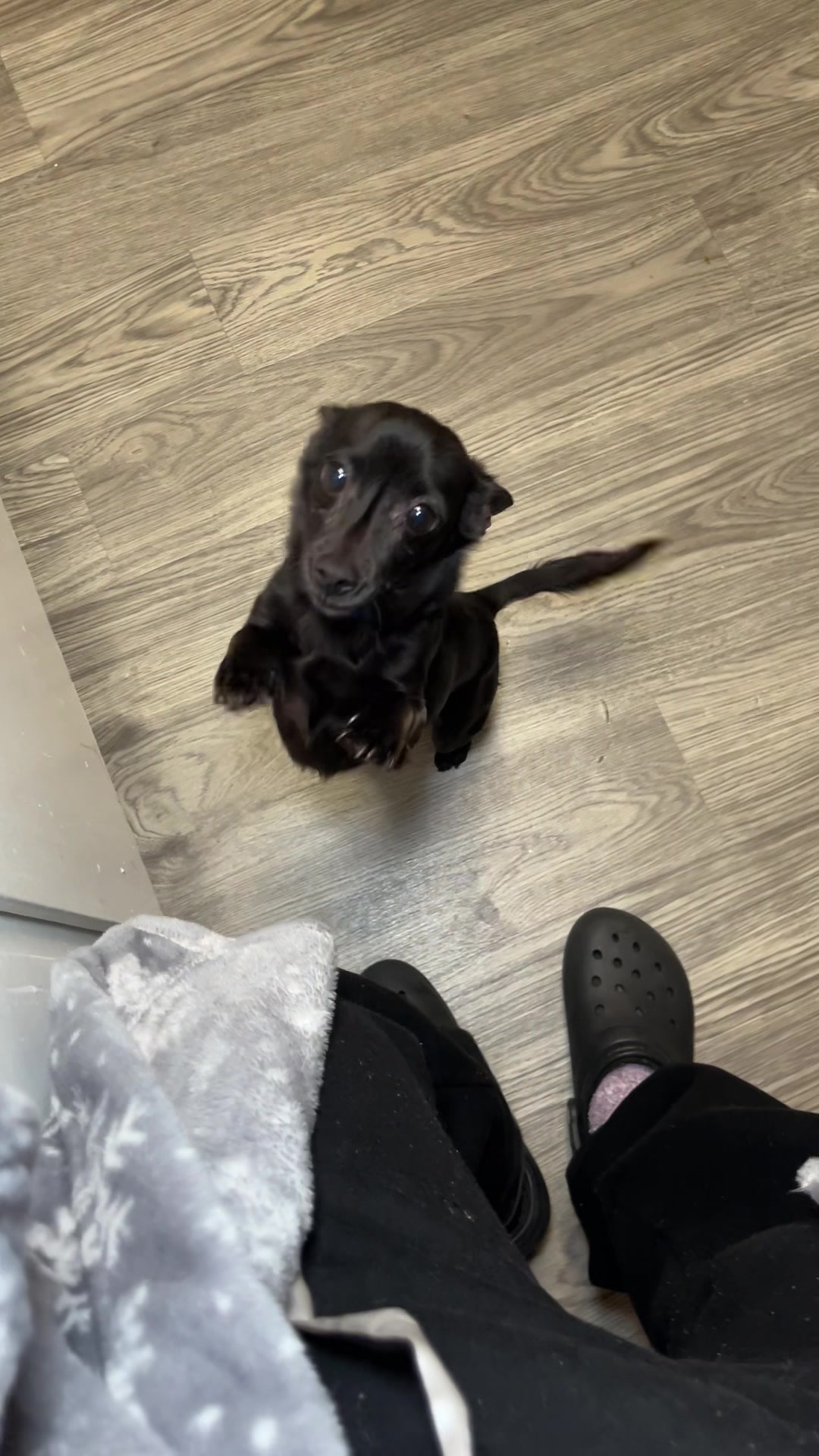 @Blackjack_Chihuahua