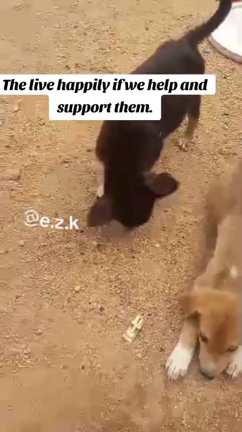 @Animal Welfare