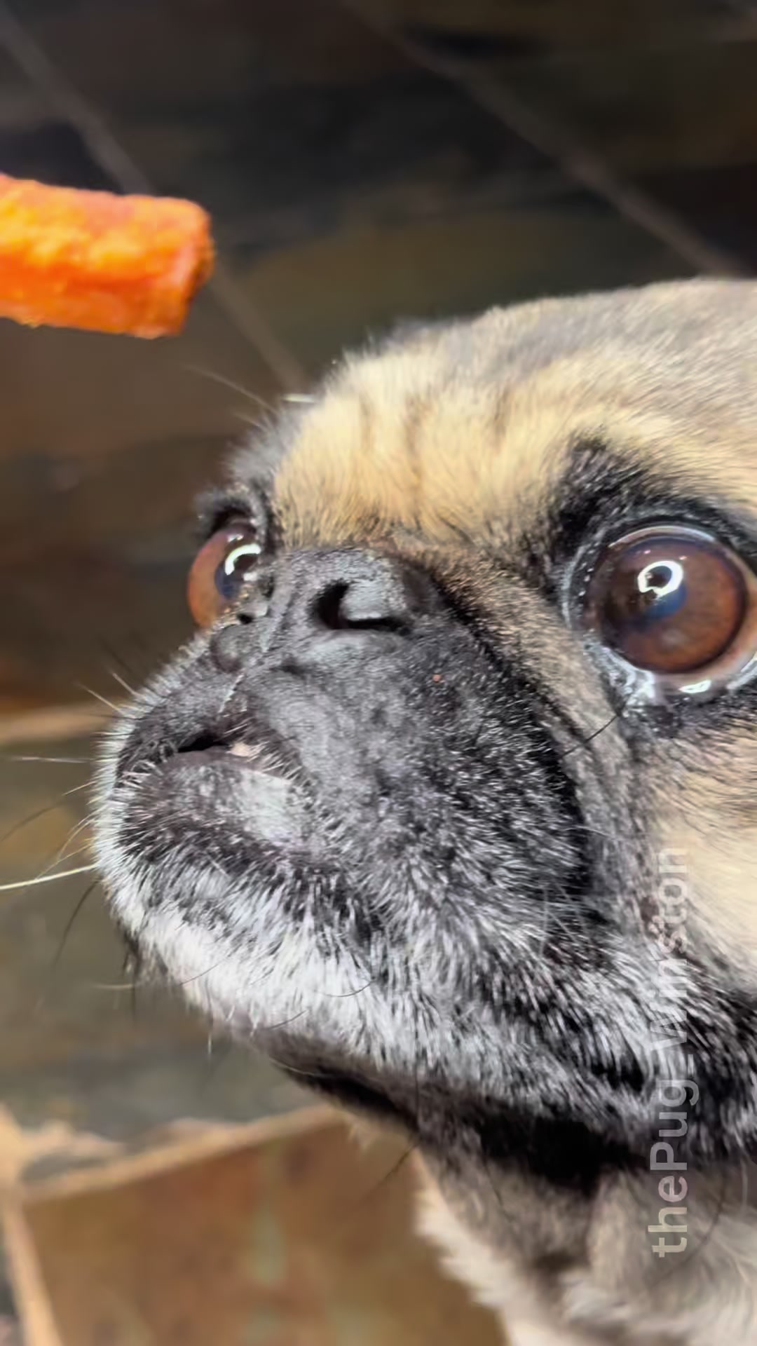 @Winston the Pug