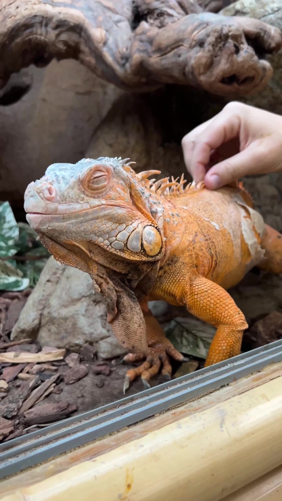 @The Reptile Zoo