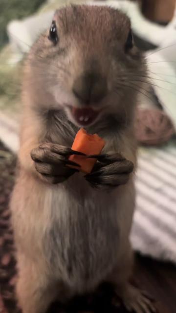 @Sarahsquirrels43🐿️