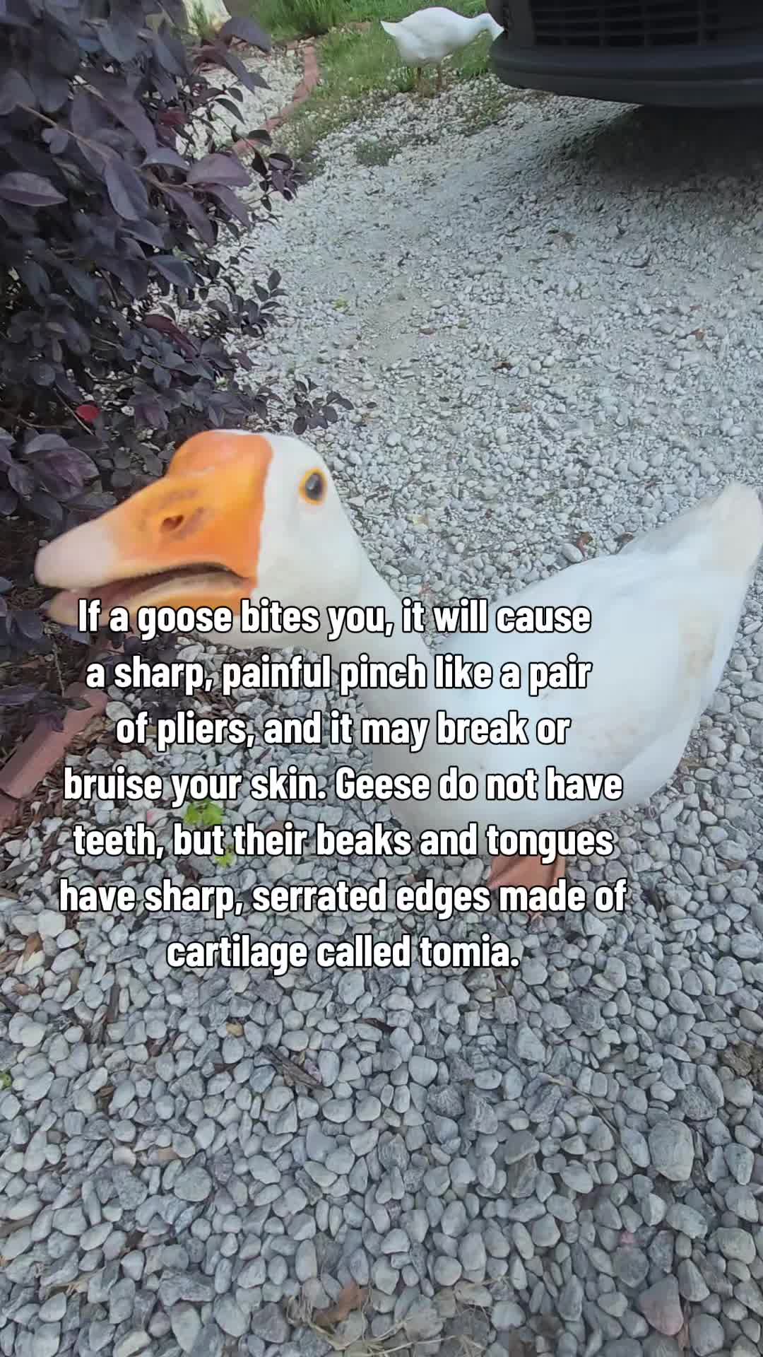 @Skeletonsonbeaverpond❌️🦆☠️