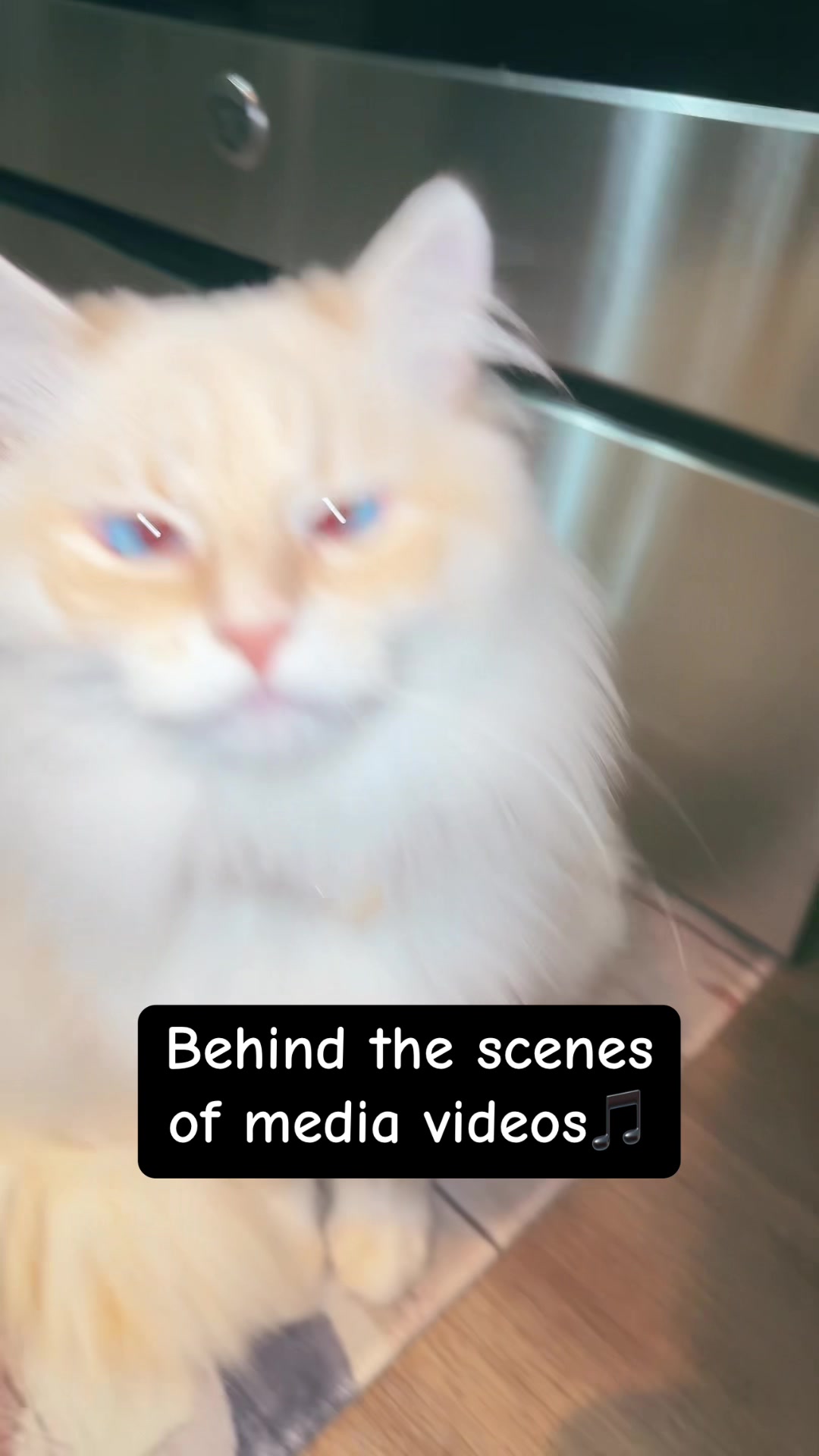 @jaredthecrosseyedcat