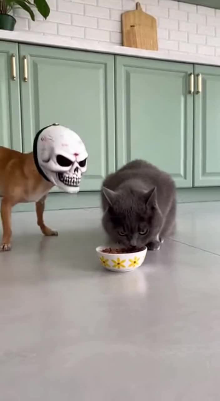 @Purrfect Moments