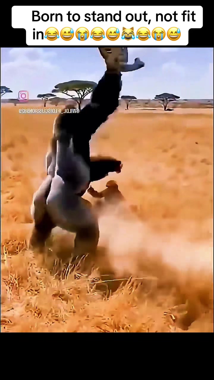 @Roi De la Jungle