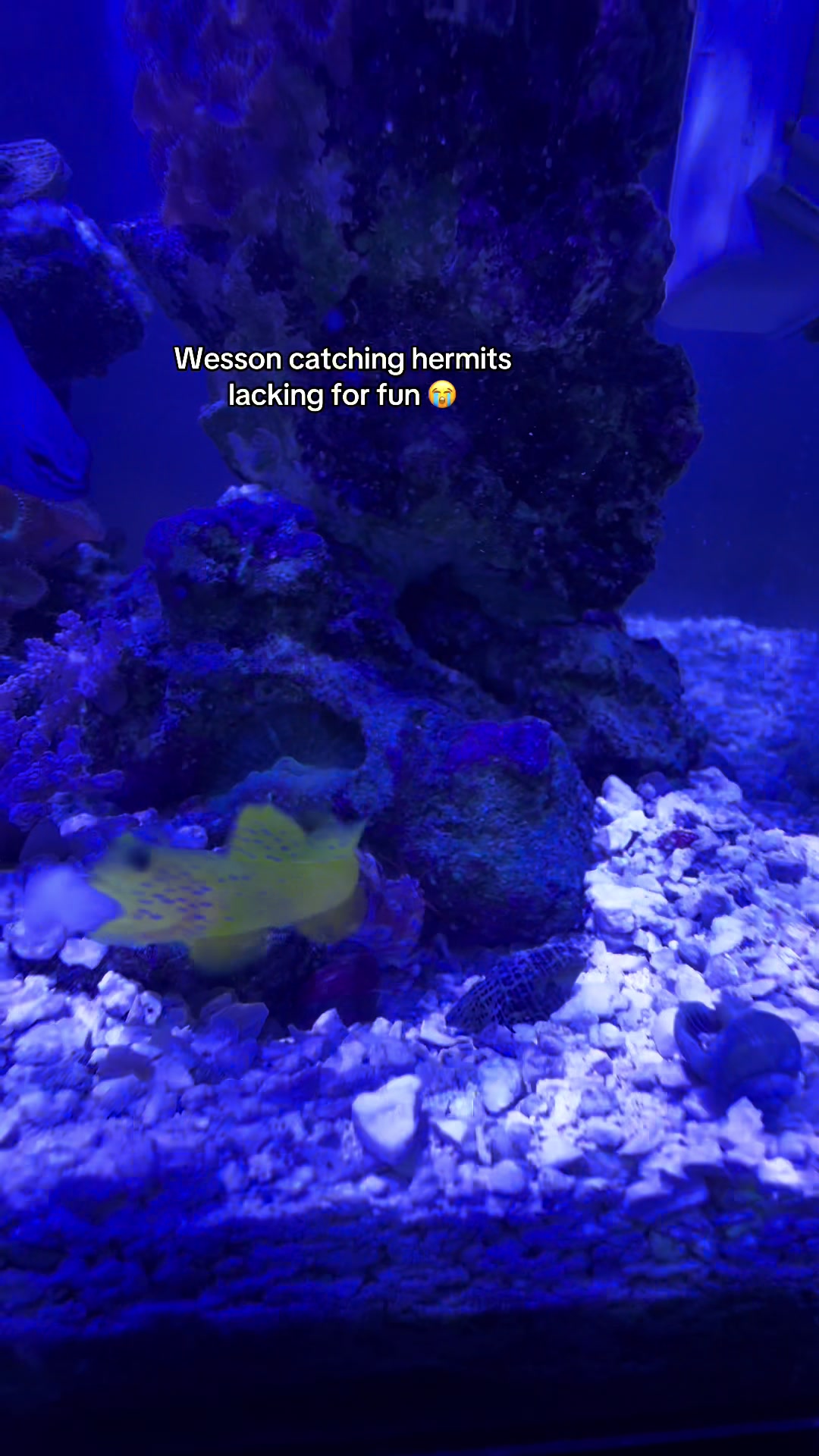 @ReefSync