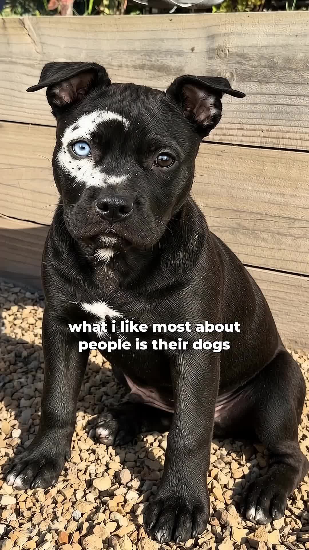 @moonfetches