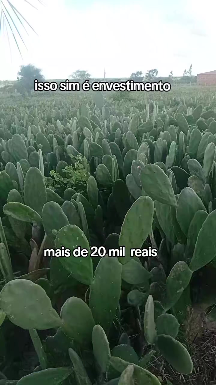 @jocriador