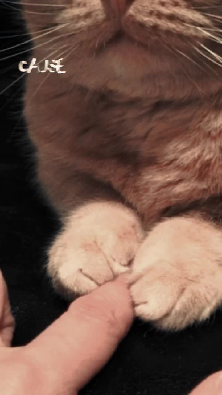 @𝒔𝒉𝒆 𝒓𝒐𝒔𝒆