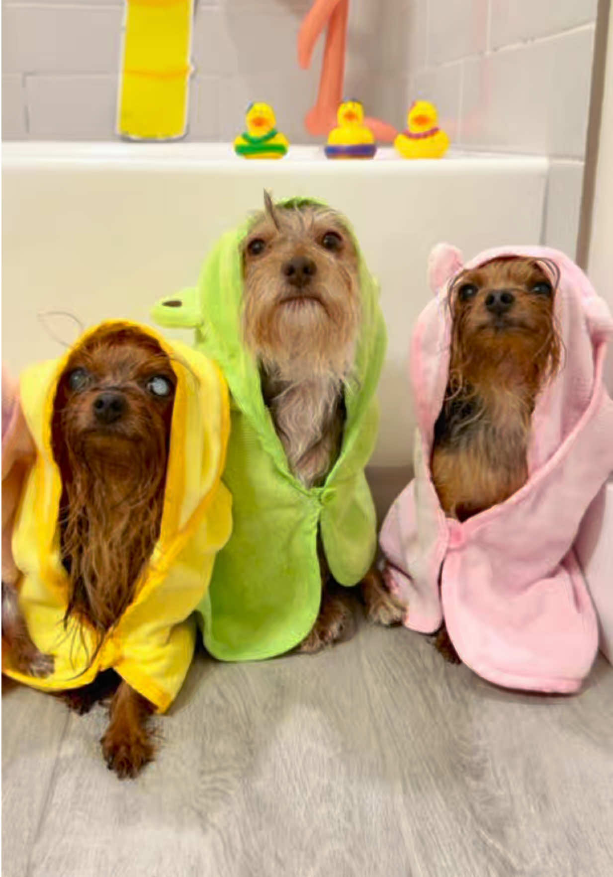 @The Utah Yorkies
