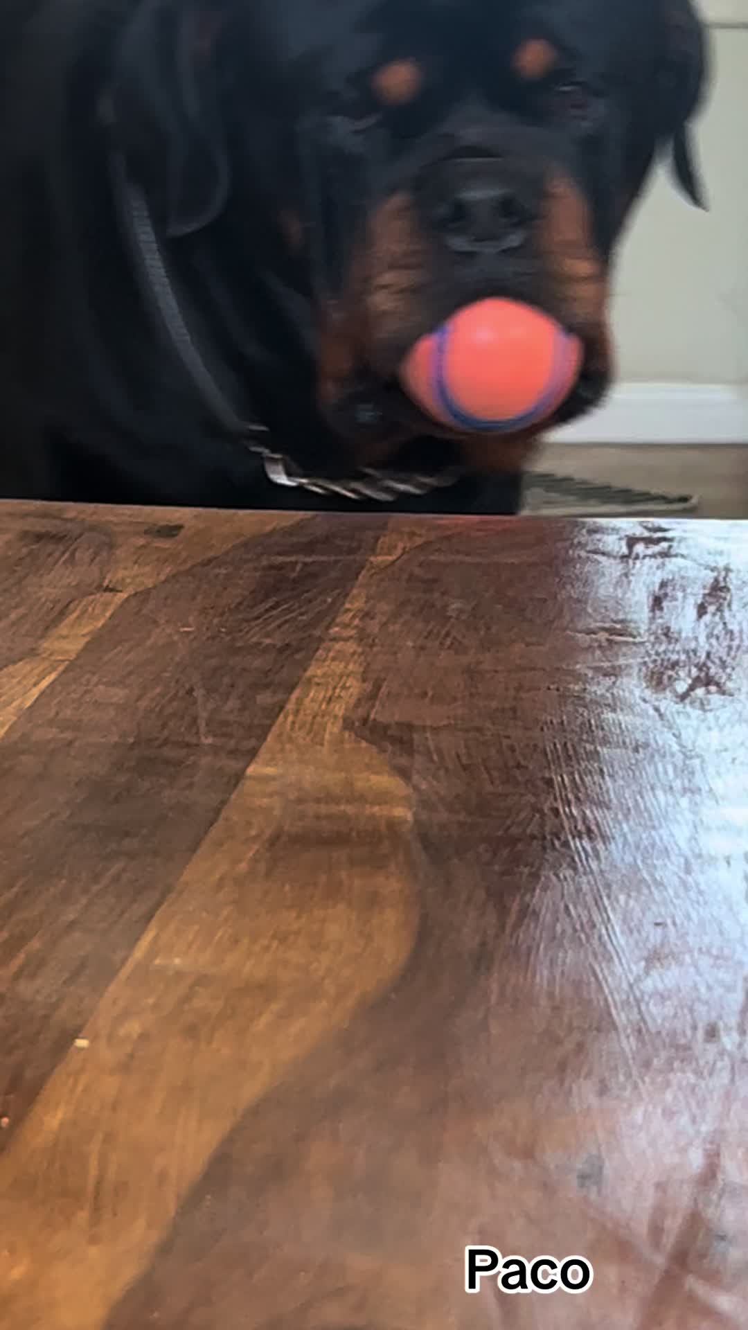 @pacotherottweiler