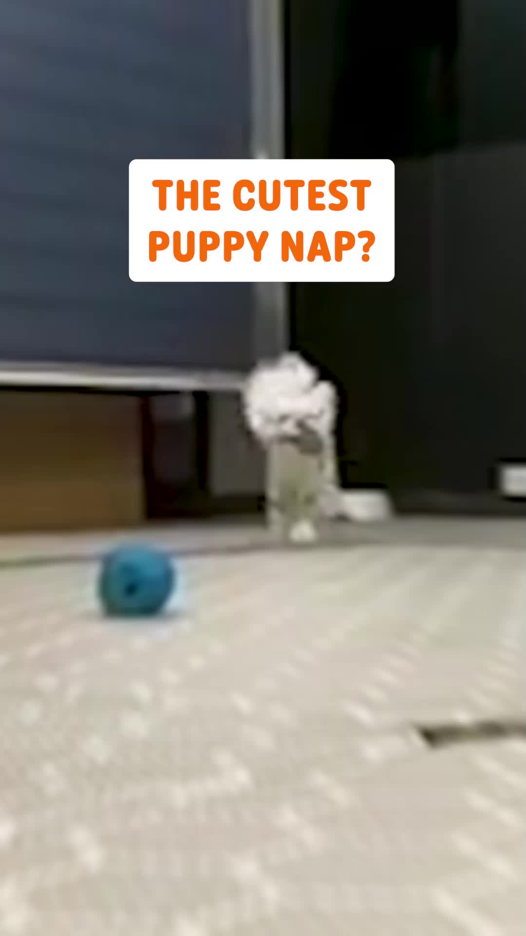 @Pawsome Pets