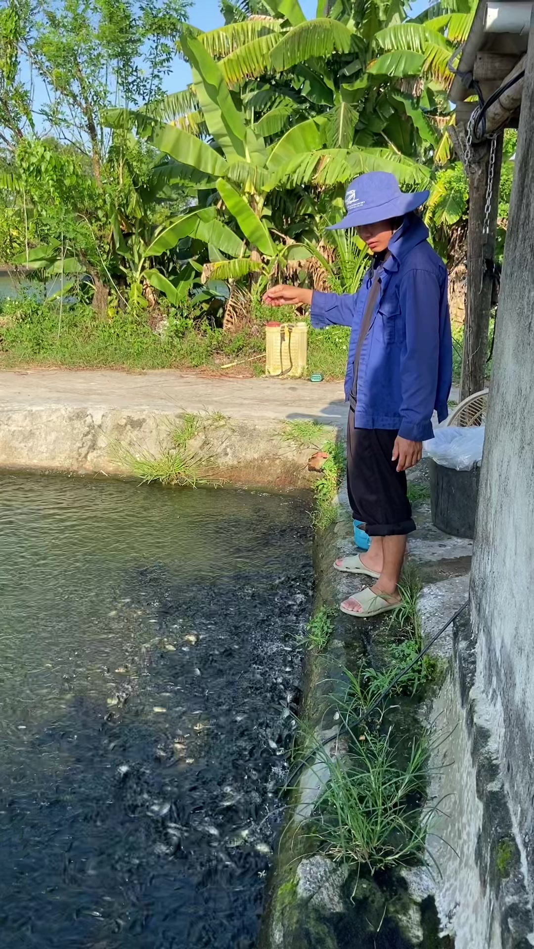 @Trại C&aacute; Giống Quang L&acirc;m