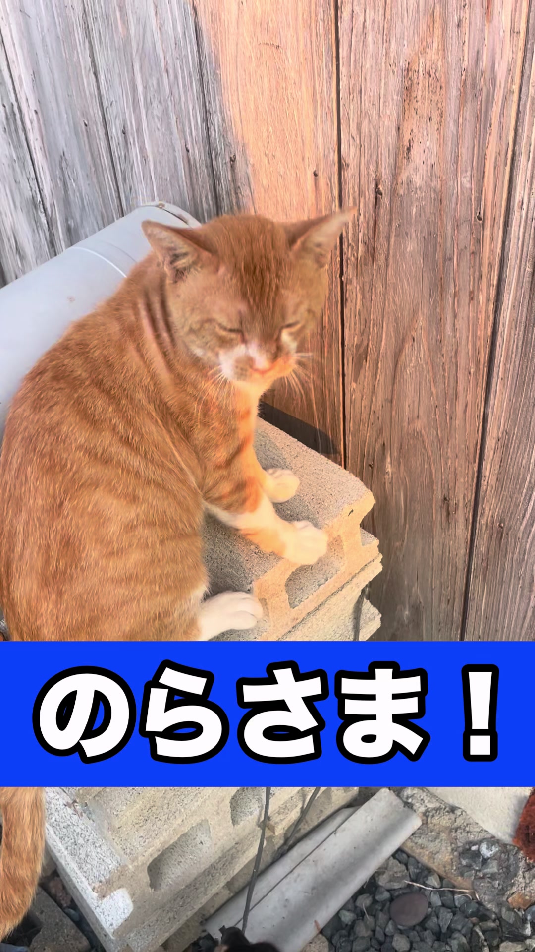 @藤原 政宗　動物好き❤️飛行機好き❤️