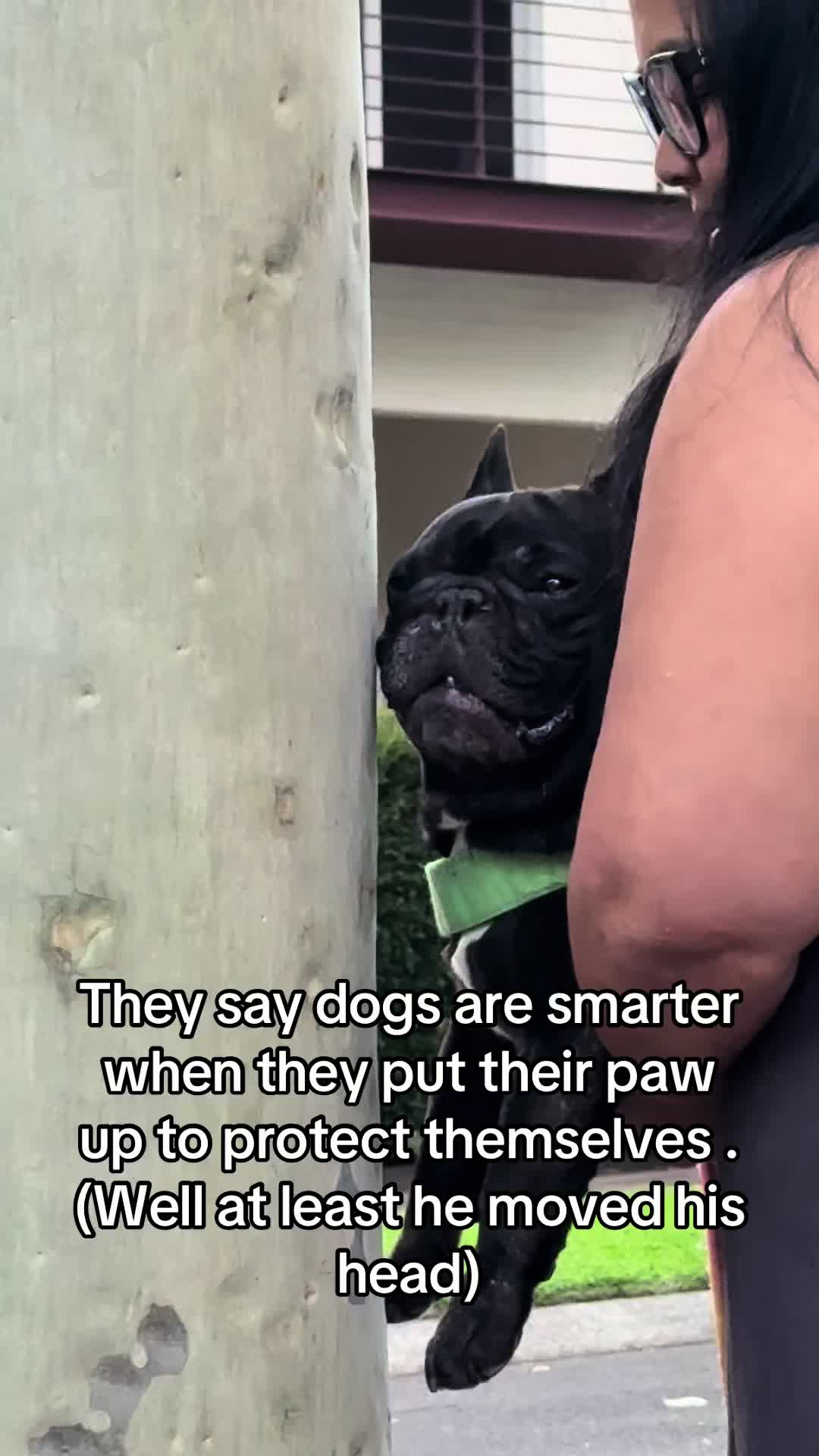 @Levi Needypants Frenchie