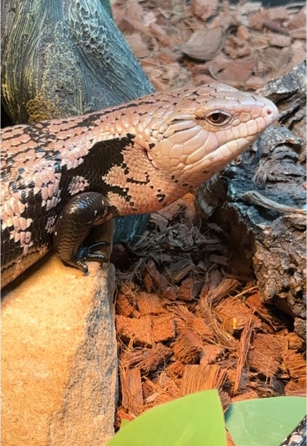 @Jax’s Reptiles!