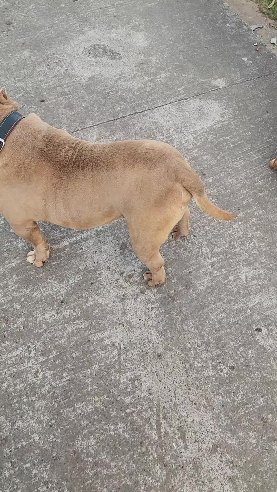 @Kratos kennel
