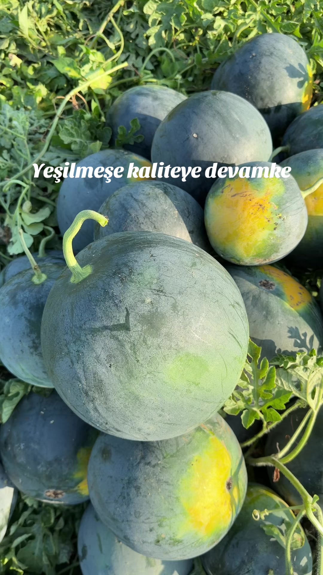 @Çavuş Botan.73