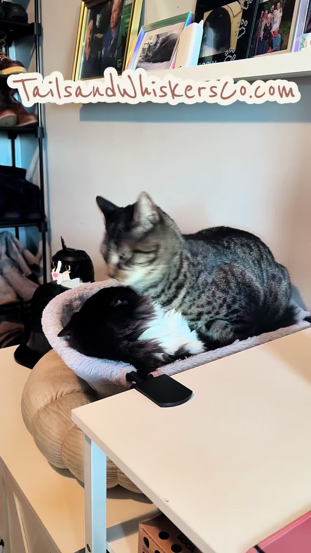 @TailsandWhiskersCo