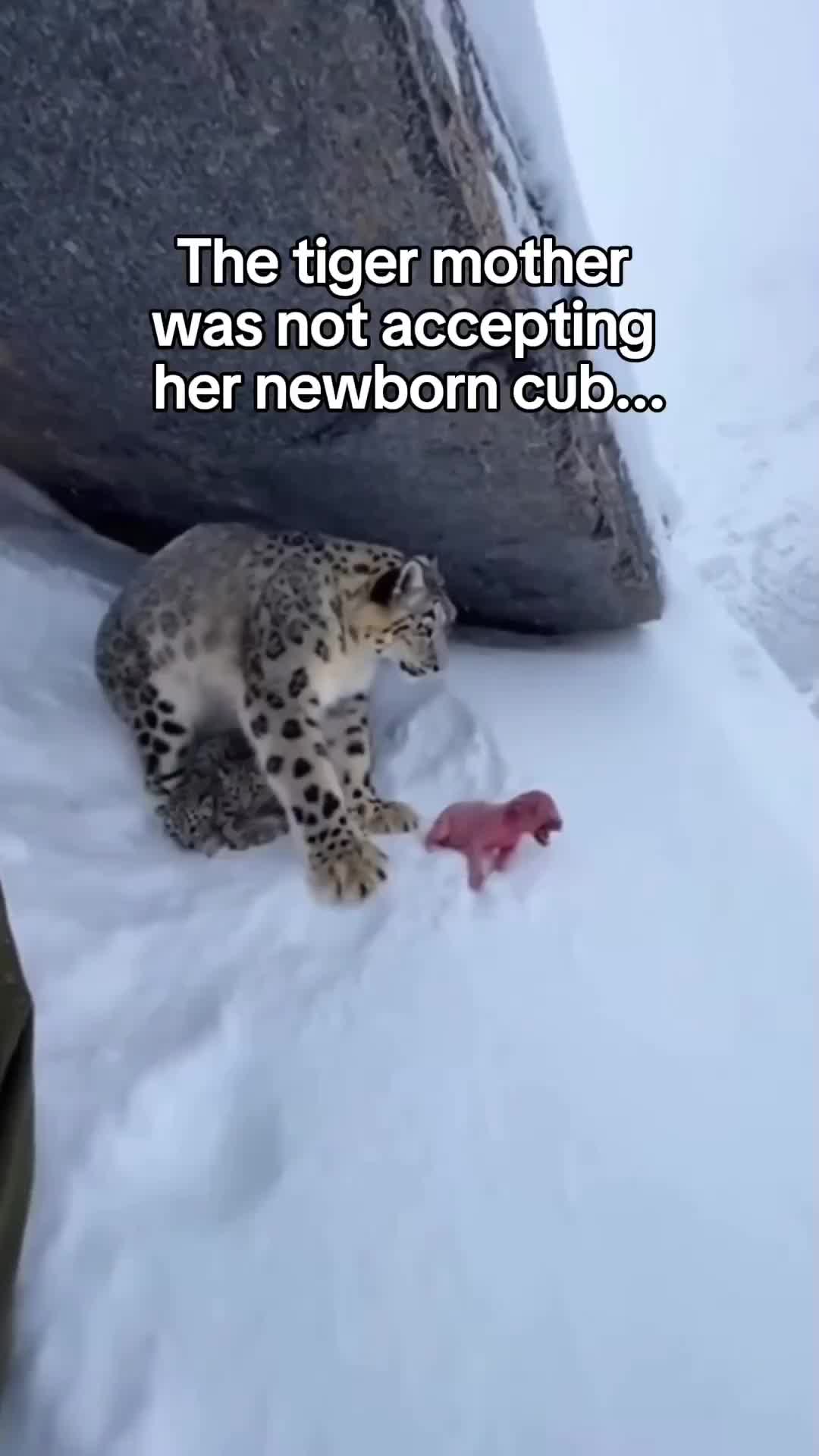 @The Animal Diary