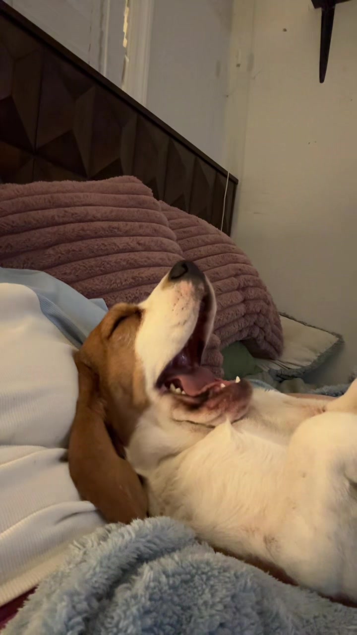 @Bogey the Beagle