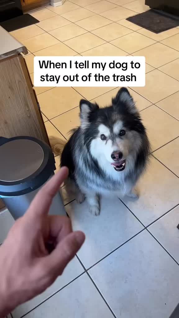 @Bandit The Husky