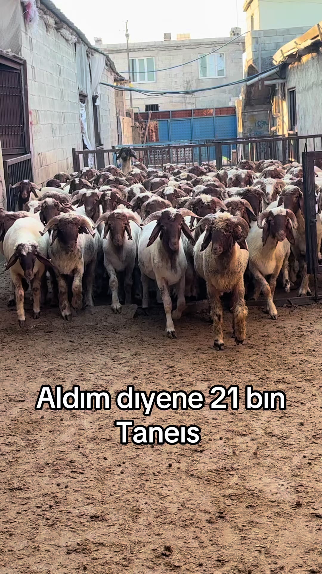 @Ahmet Sönmez