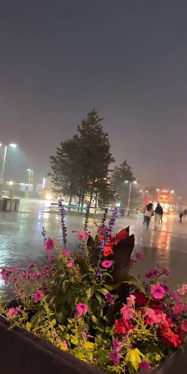 @Amyrosecayen🌹