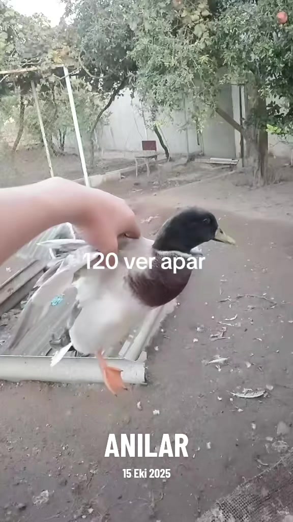 @MAŞTAĞA_QUŞCULUĞ