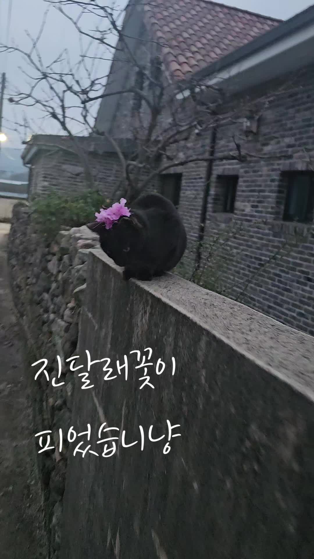 @검은고양이 터보