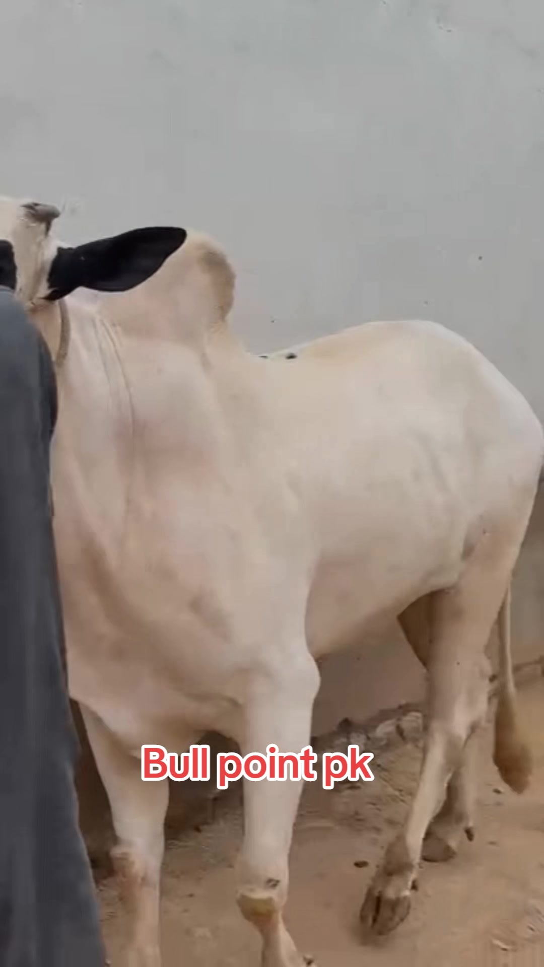 @Bullpointpk_official