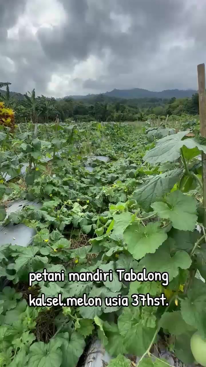 @SURYA TANI
