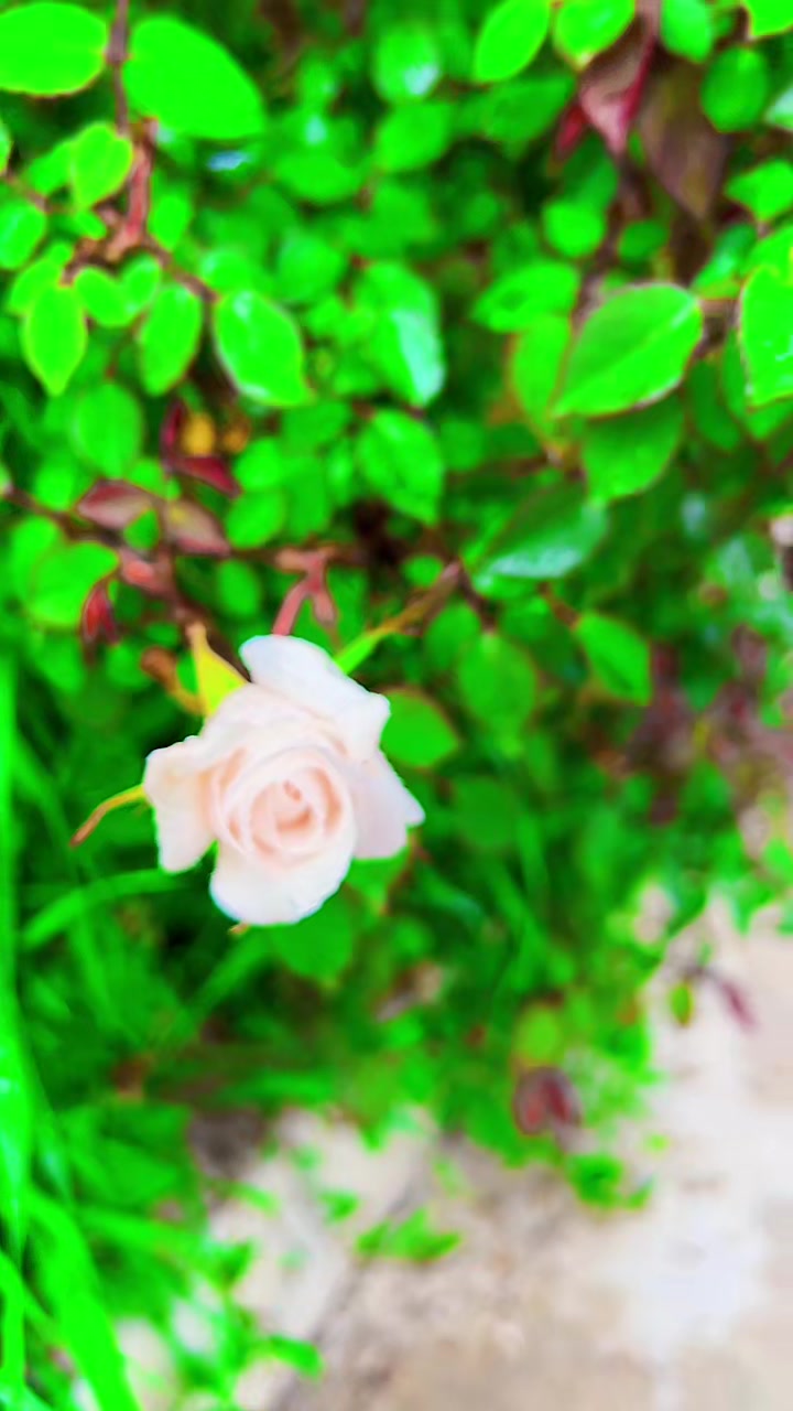 @🤍﮼بەرخە ﮼سپیەکەم