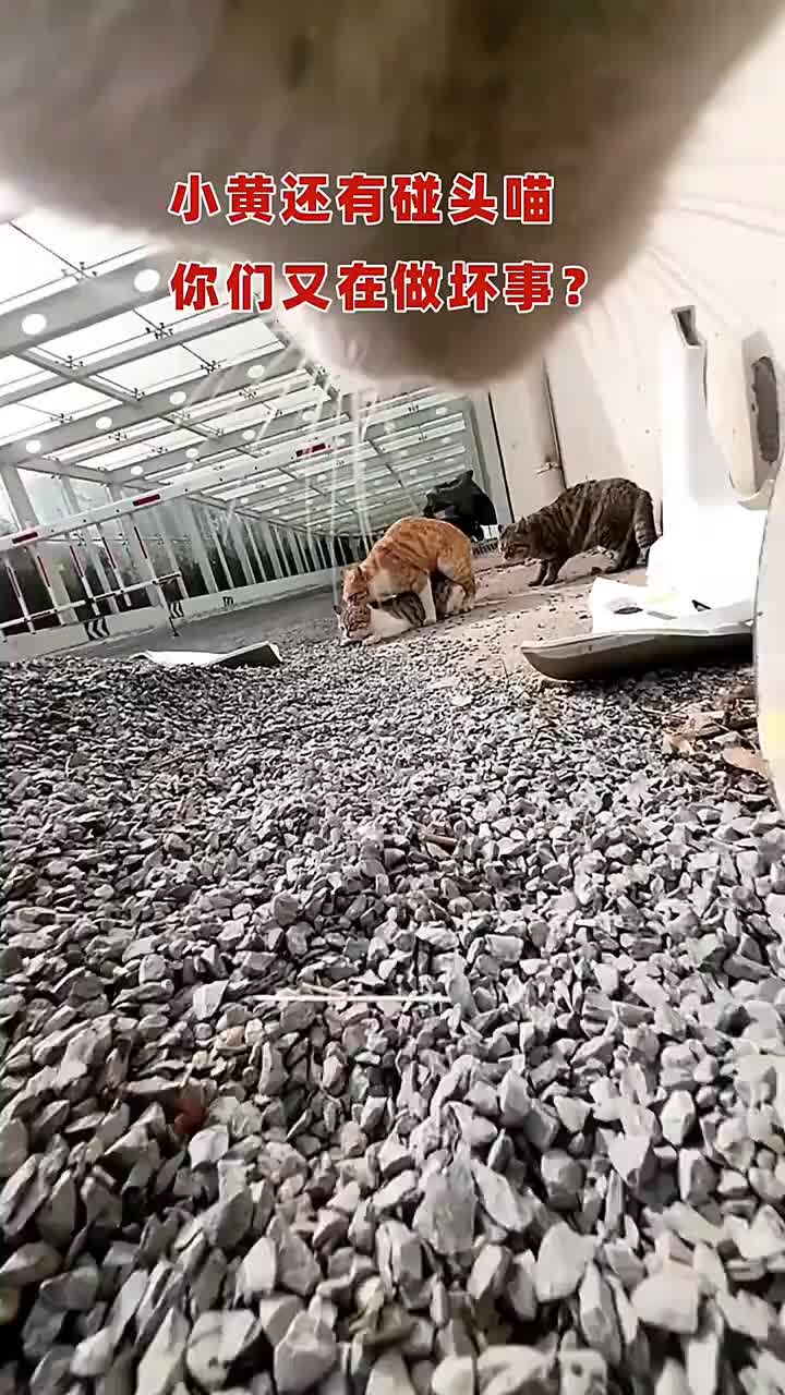 @pipi.puppy