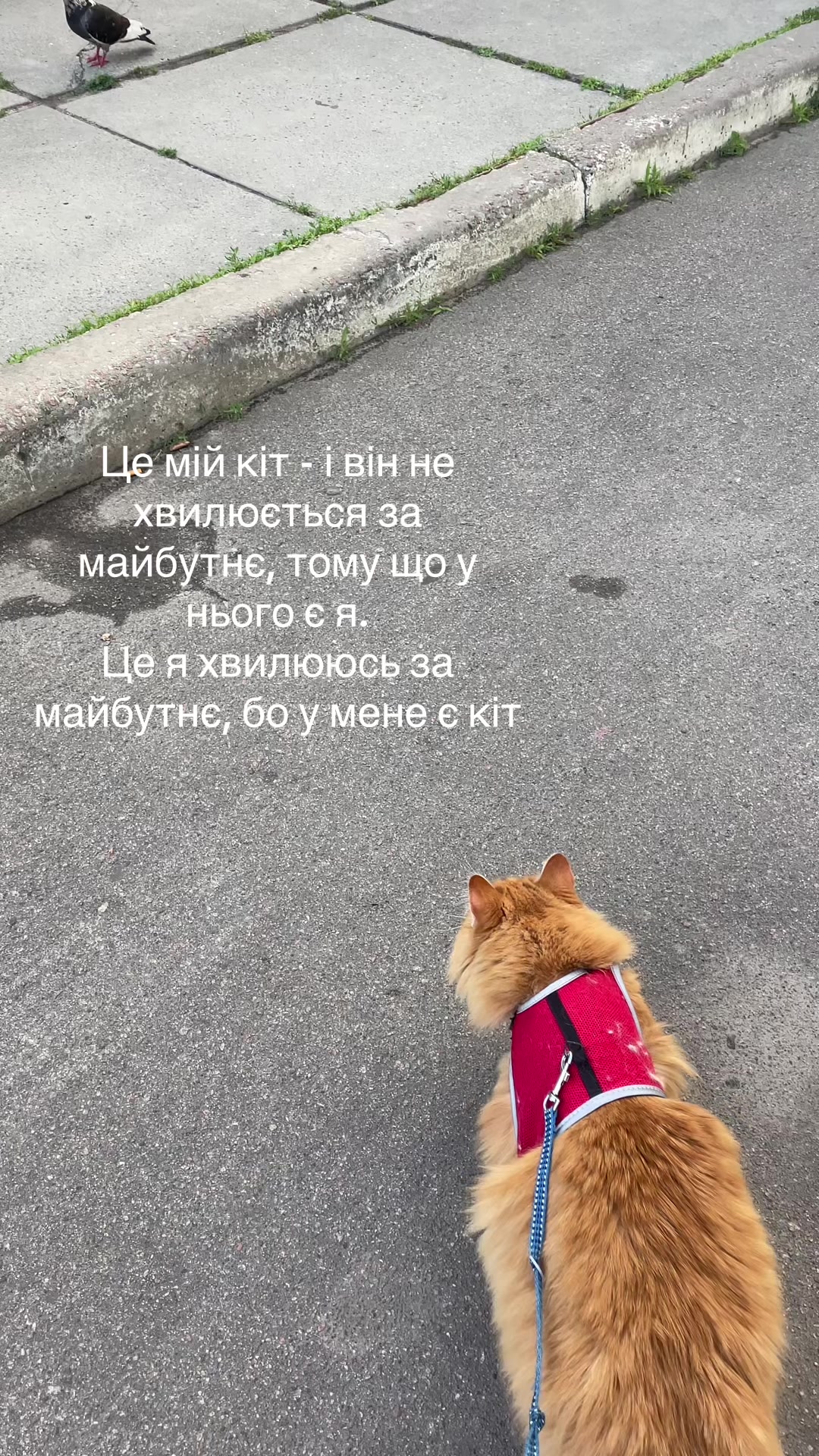 @@belirinka