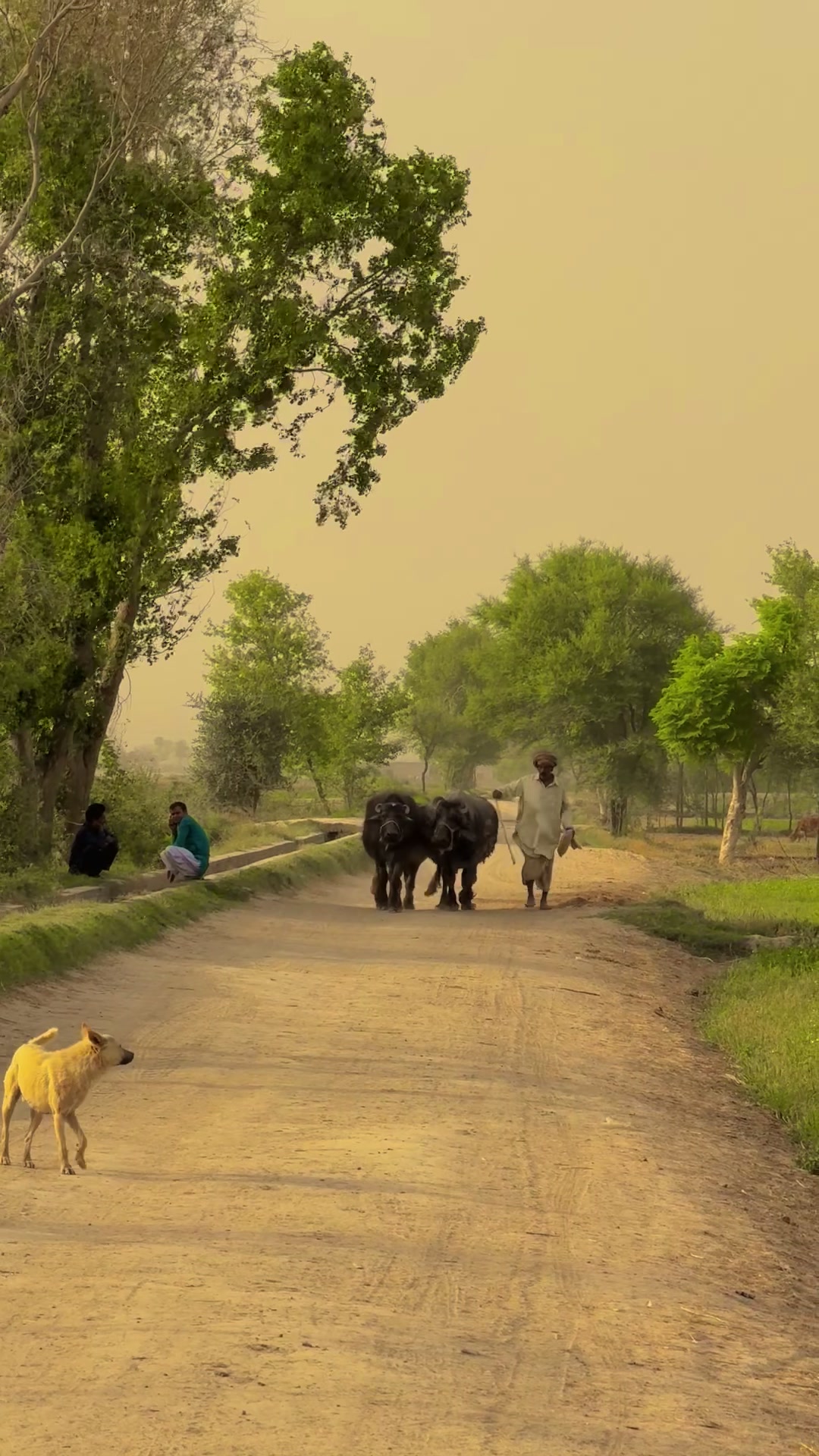 @سوہنا پنجاب🌾🫀