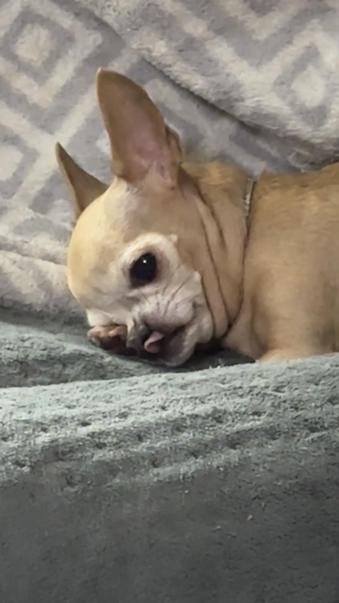 @Dog saver 8