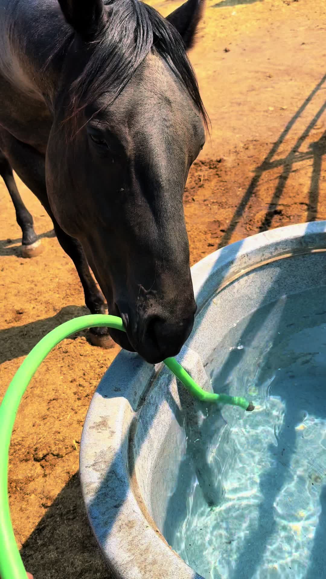 @Cowgirl Tuff Colt Training ❤️